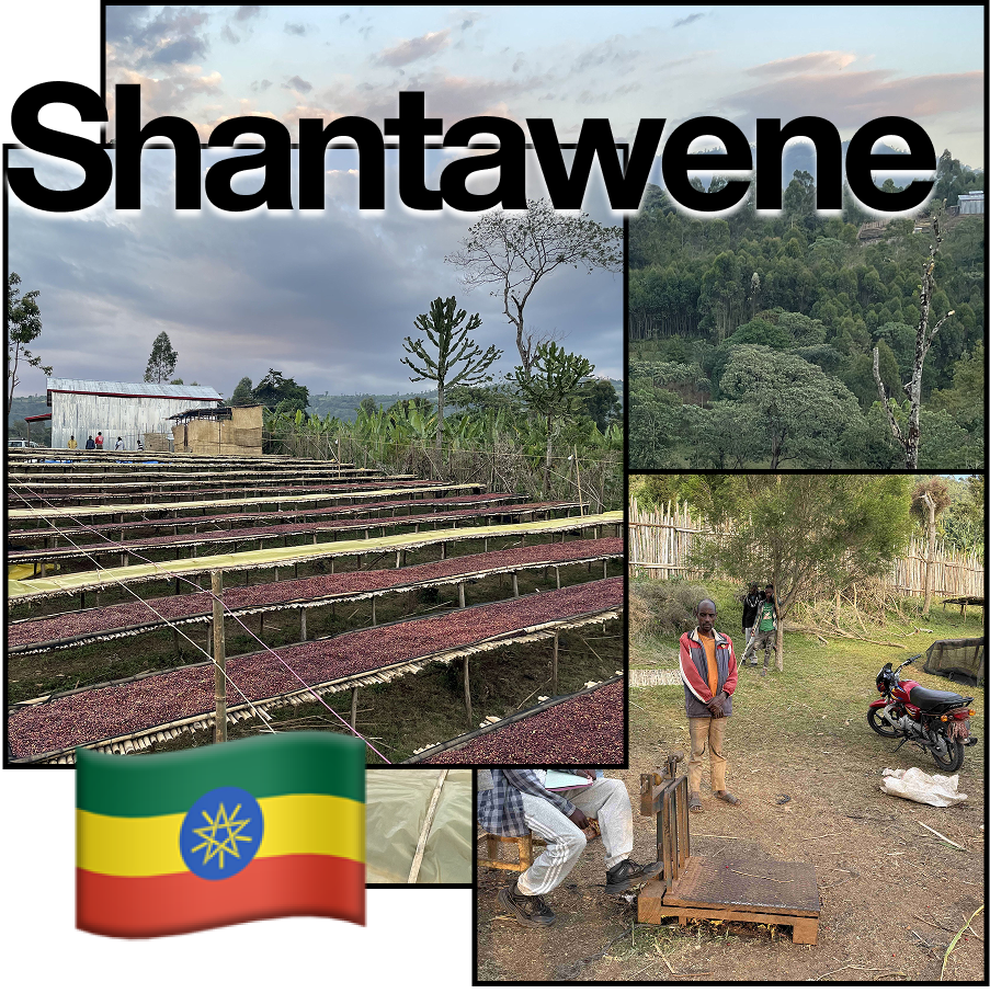 Ethiopia Natural #Fruits Candy/フルーツキャンデー