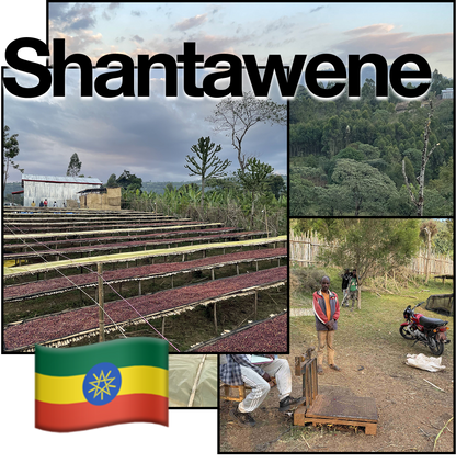 Ethiopia Natural #Fruits Candy/フルーツキャンデー